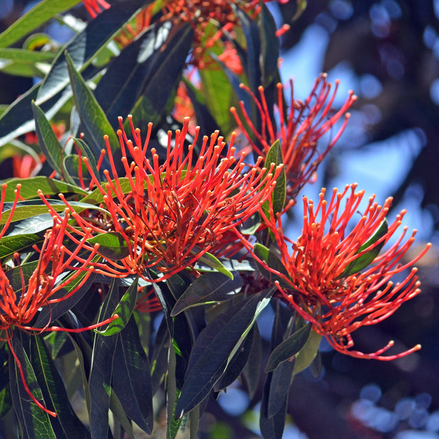 The Queensland Waratah Tree (Alloxylon flammeum), an Australian native, features bright red flowers with long petals and green leaves, creating a striking display against a vivid blue sky.