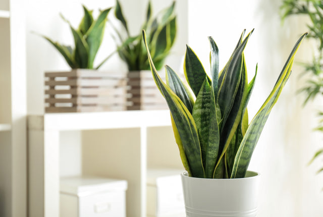 Snake Plant - Sansevieria spp. - Brisbane Plant Nursery