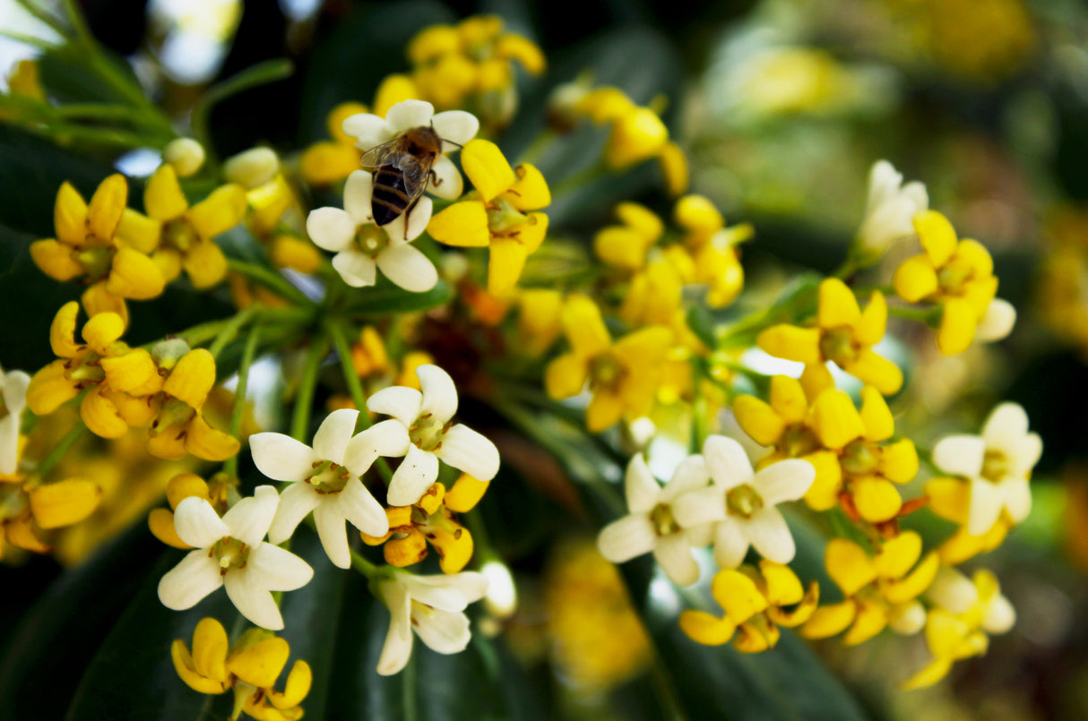 HYMENOSPORUM flavum "Native Frangipani" (Australian Frangipani) - Ex Ground