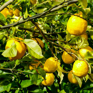 Lisbon Lemon Tree