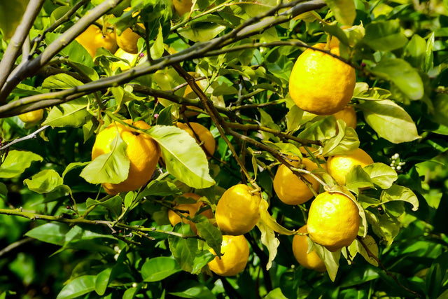 Lisbon Lemon Tree - Citrus limon 'Lisbon' - Brisbane Plant Nursery