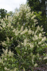 BUCKINGHAMIA celsissima "Ivory Curl Tree" (Ivory Curl) - Ex Ground