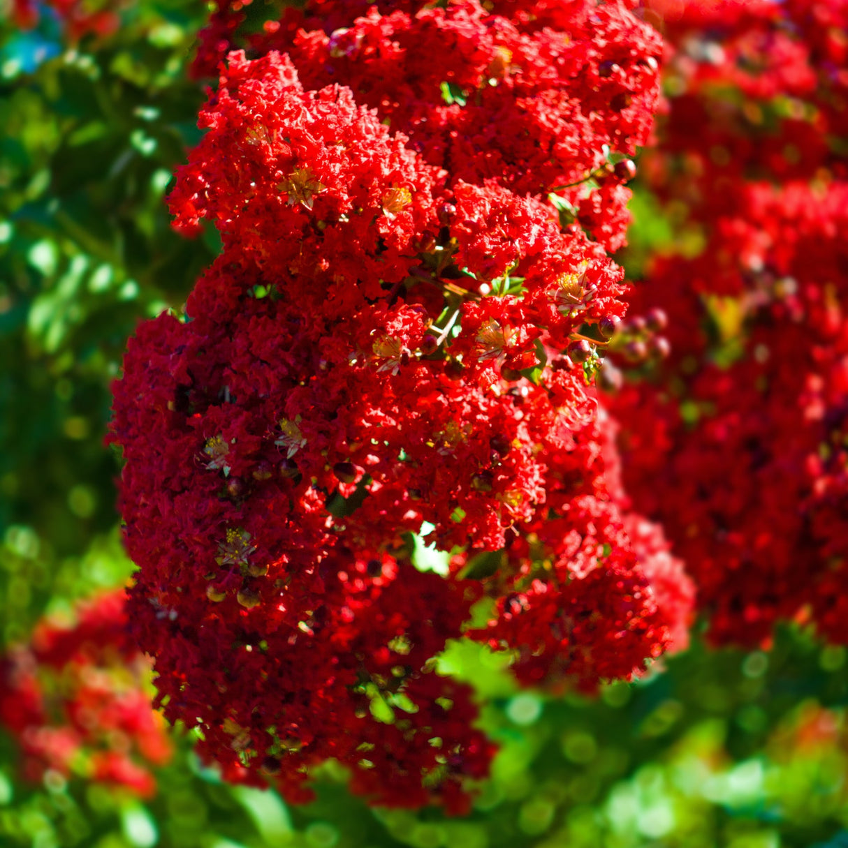 Clusters of bright red flowers and green leaves, brightly lit by sunlight—Grande Red™ Crepe Myrtle (Grande Red™ Lagerstroemia spp.) adds vibrant color as a stunning, compact ornamental tree.