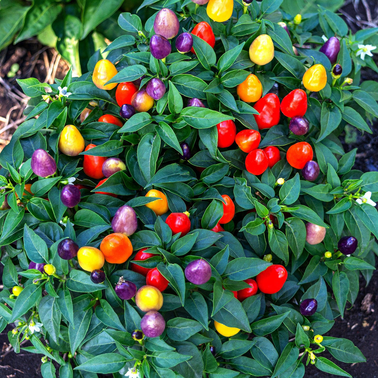 Rainbow Chilli - Capsicum annuum 'Rainbow' - Brisbane Plant Nursery