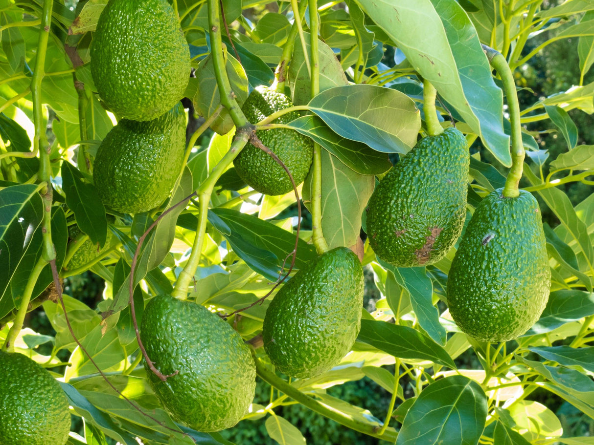 Hass Avocado Tree - Persea americana 'Hass' - Brisbane Plant Nursery