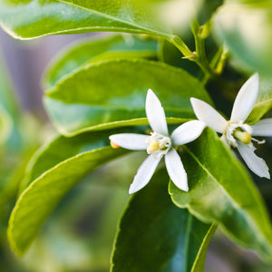 Tahitian Lime Tree