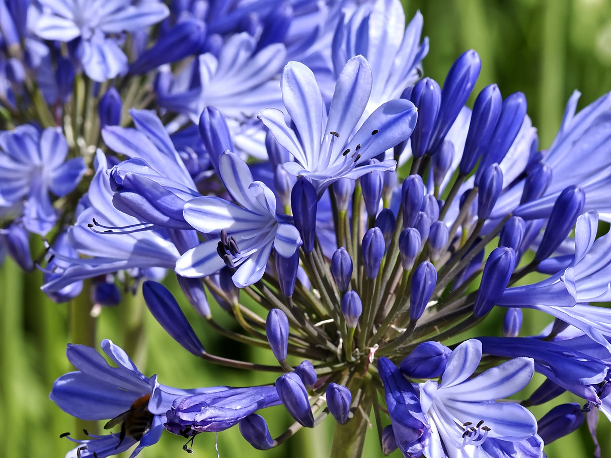 Double Blue Boy Agapanthus - Agapanthus 'Double Blue Boy'