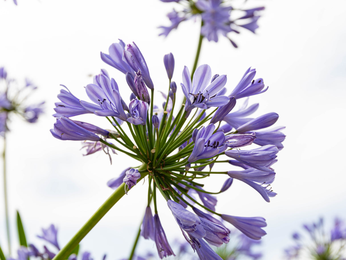 Baby Periwinkle Agapanthus - Agapanthus 'Baby Periwinkle'