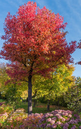 American Sweetgum - Liquidambar styraciflua