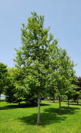 American Sweetgum - Liquidambar styraciflua