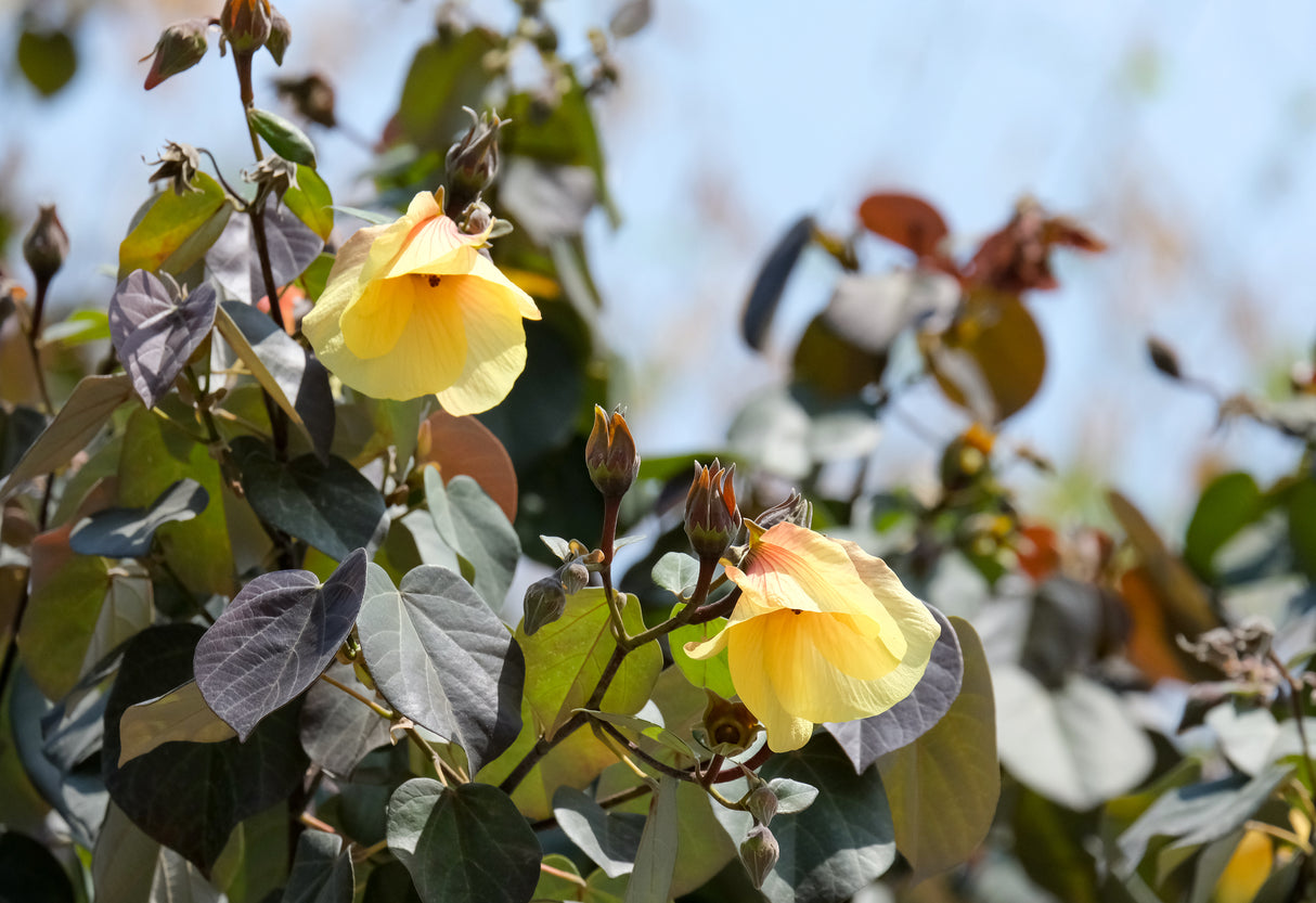 Sea Hibiscus - Hibiscus tiliaceus