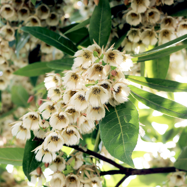 Clusters of small, white, bell-shaped flowers and green leaves adorn Elaeocarpus ‘Green Dream’, making this evergreen an attractive choice for a compact sunny hedge.