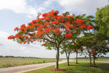 DELONIX regia "Royal Poinciana" (Flame Tree) - Ex Ground