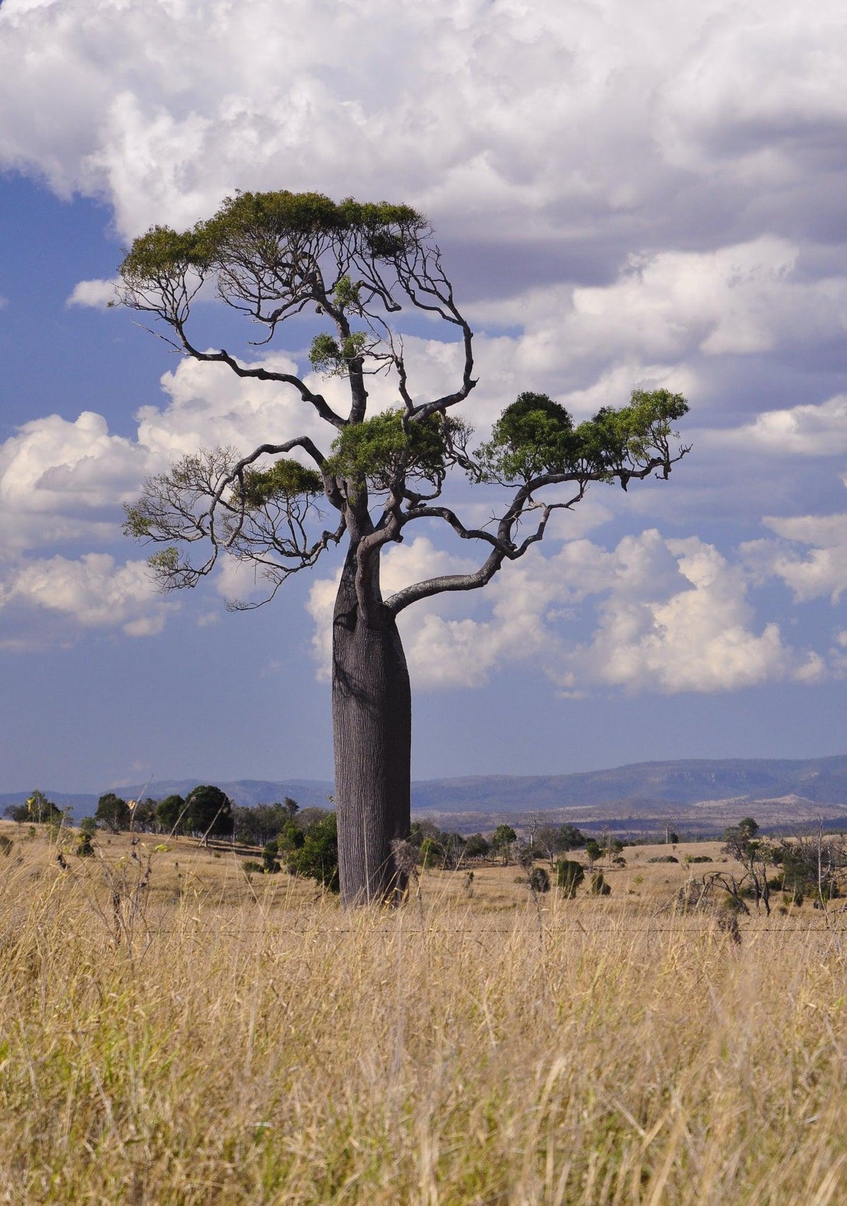 Boab Tree - Adansonia gregorii - Brisbane Plant Nursery