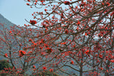 BOMBAX ceiba (Red Silk Cotton Tree) - Ex Ground