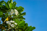 PLUMERIA obtusa "Frangipani" (White Frangipani) - Ex Ground