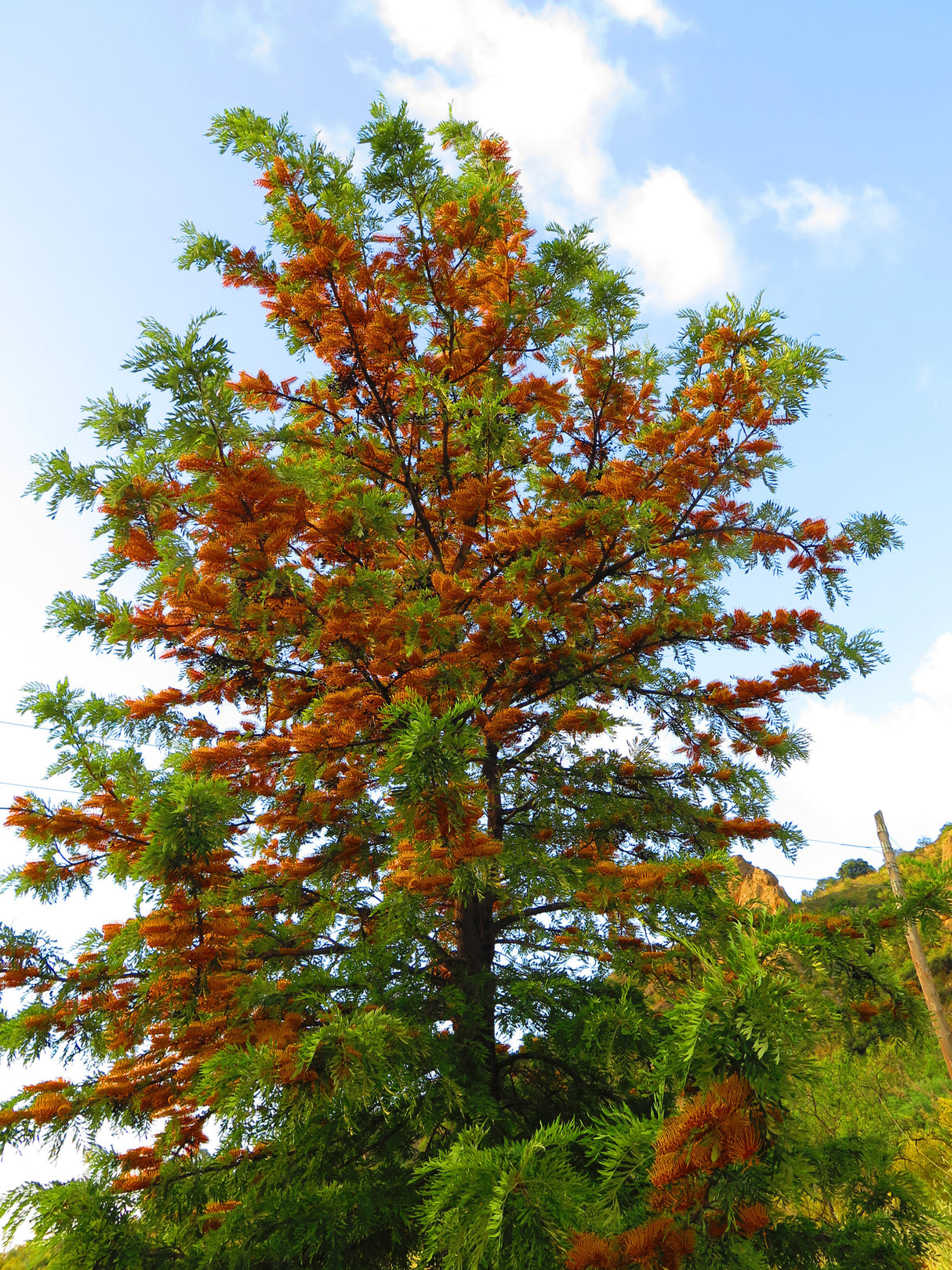 GREVILLEA robusta "Silky Oak" (Australian Silver Oak) - Ex Ground