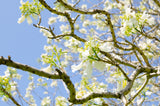 JACARANDA mimosifolia "Alba" (White Jacaranda - Grafted) - Ex Ground