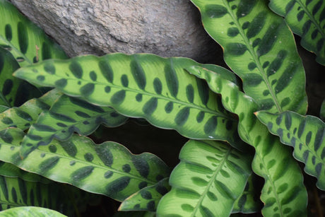 Rattle Snake Plant - Calathea insignis - Brisbane Plant Nursery