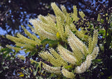 BUCKINGHAMIA celsissima "Ivory Curl Tree" (Ivory Curl) - Ex Ground