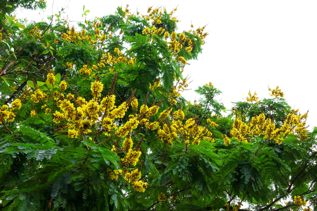 PELTOPHORUM pterocarpum "Golden Flame Tree" (Yellow Poinciana) - Ex Ground