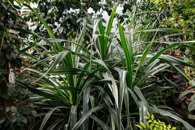 Janet Craig Dracaena - Dracaena deremensis 'Janet Craig' - Brisbane Plant Nursery