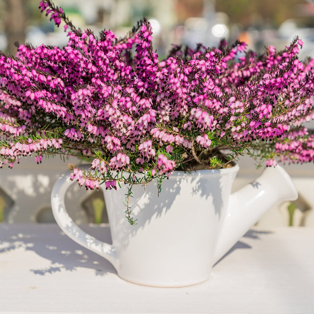 Erica ‘Darley Dale’ – Darleyensis heather, with its delicate pink flowers, is beautifully displayed in a white watering can on a sunlit outdoor table, showcasing the charm of this winter-flowering plant.