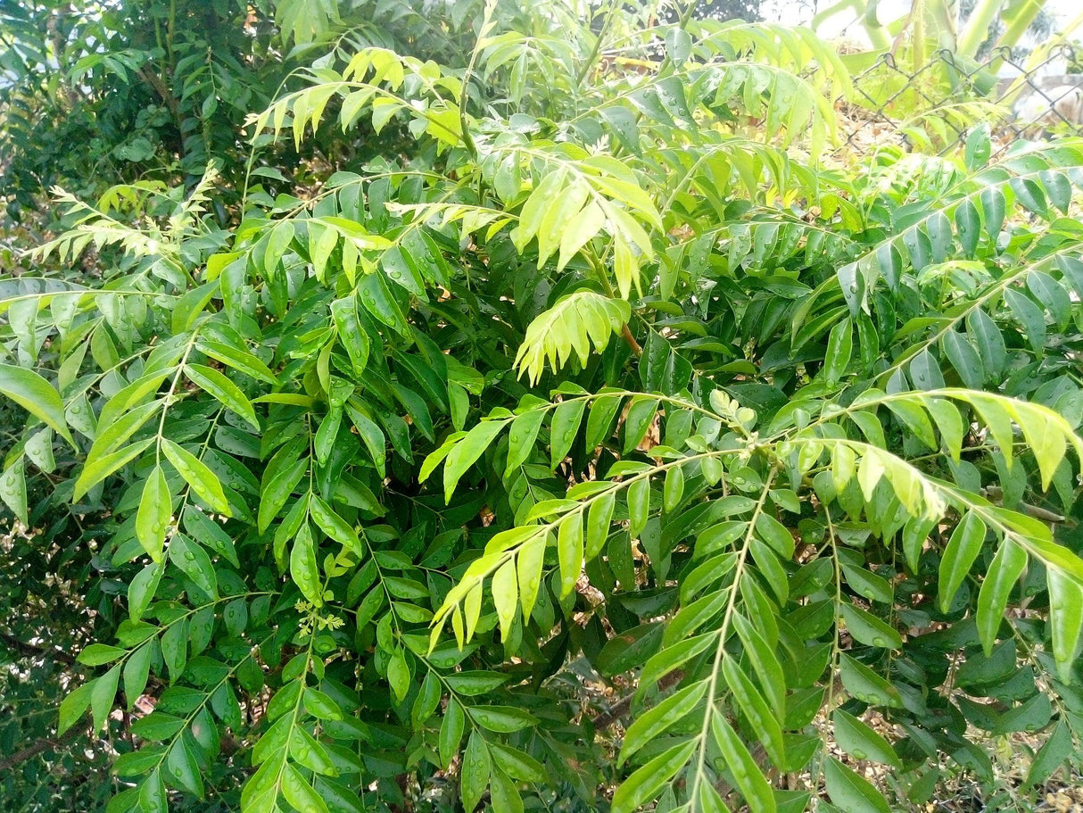 Curry Tree - Murraya koenigii - Brisbane Plant Nursery