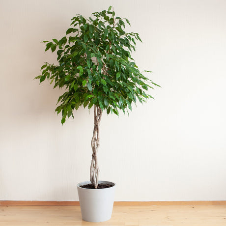 Weeping Fig - Ficus benjamina - Brisbane Plant Nursery