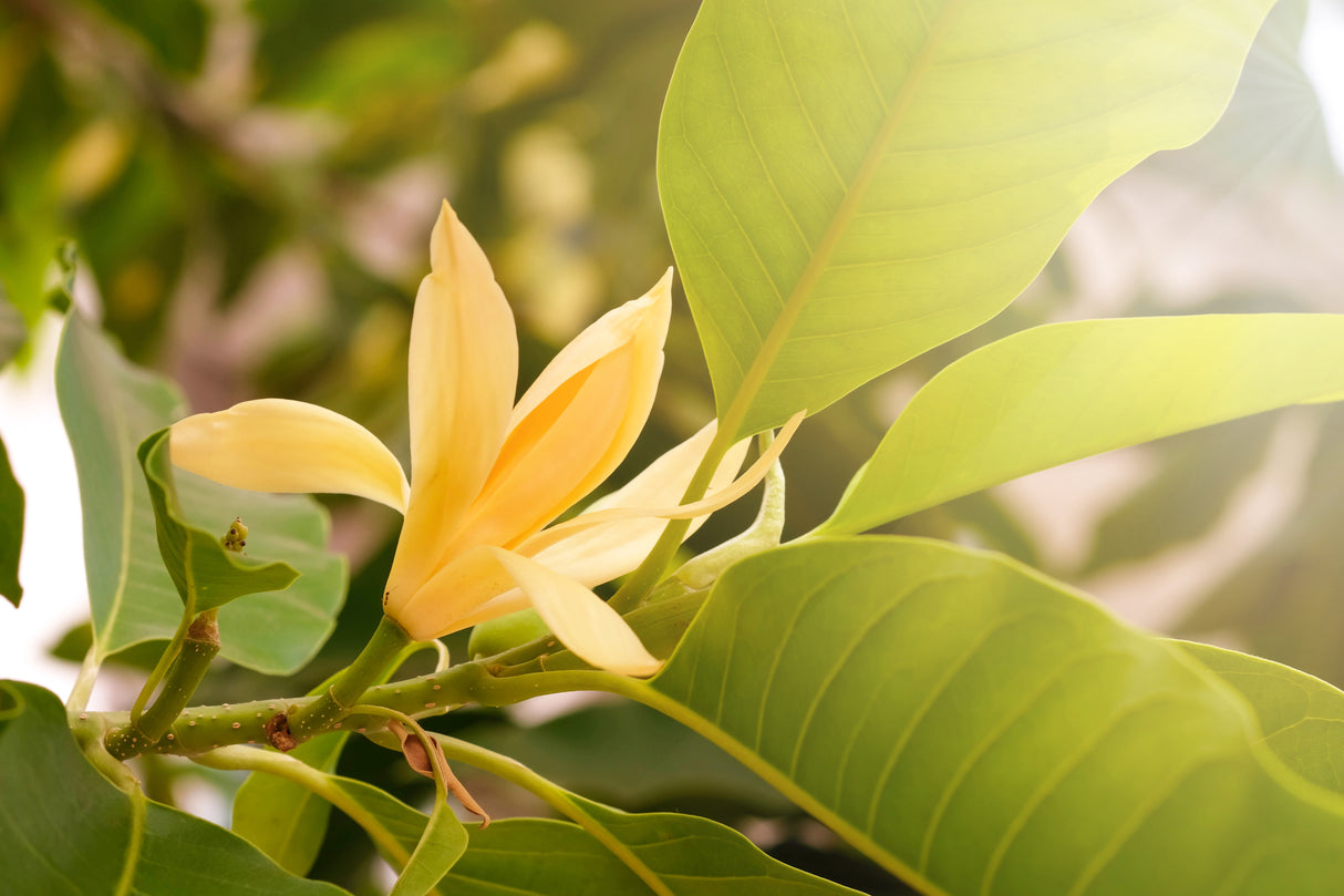 MICHELIA champaca "Champak Tree" (Golden Champa) - Ex Ground