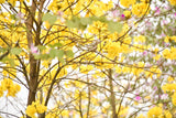 TABEBUIA chrysantha "Golden Trumpet Tree" (Tabebuia chrysanthus) - Ex Ground