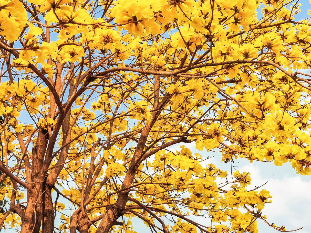 TABEBUIA chrysantha "Golden Trumpet Tree" (Tabebuia chrysanthus) - Ex Ground