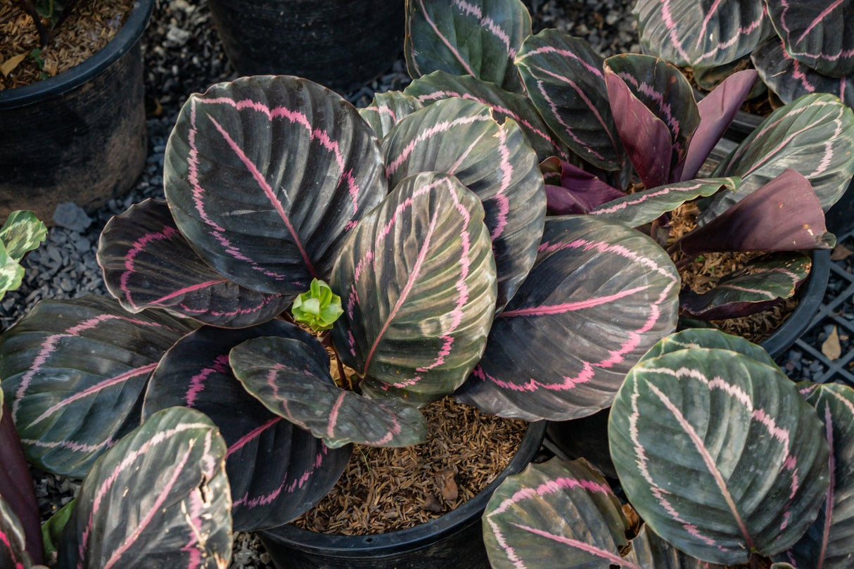 Jungle Rose Calathea - Calathea 'Jungle Rose' - Brisbane Plant Nursery