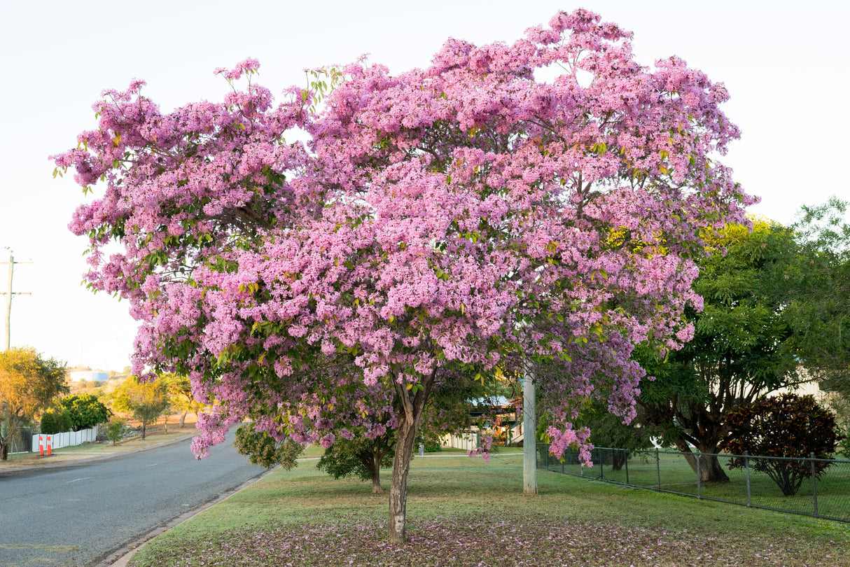 TABEBUIA palmeri "Pink Trumpet Tree" (Tabebuia palmeri) - Ex Ground