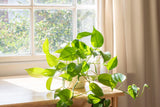 Green Gold Pothos Devil's Ivy - Epipremnum aureum 'Green Gold Pothos' - Brisbane Plant Nursery