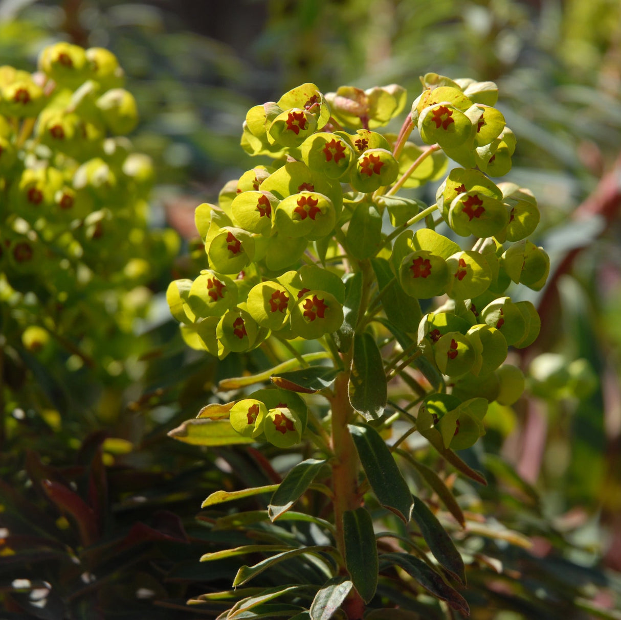 The Baby Charm Spurge (Euphorbia 'Baby Charm') forms an evergreen mound of yellow-green flowers with red centers and narrow leaves, thrives in bright sunlight, and is perfectly drought tolerant.