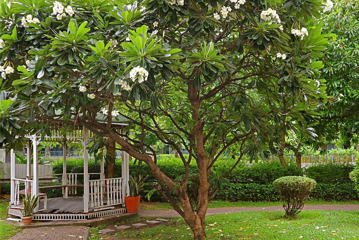 PLUMERIA obtusa "Frangipani" (White Frangipani) - Ex Ground