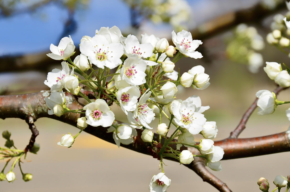 PYRUS calleryana "Callery Pear" (Ornamental Pear) - Ex Ground