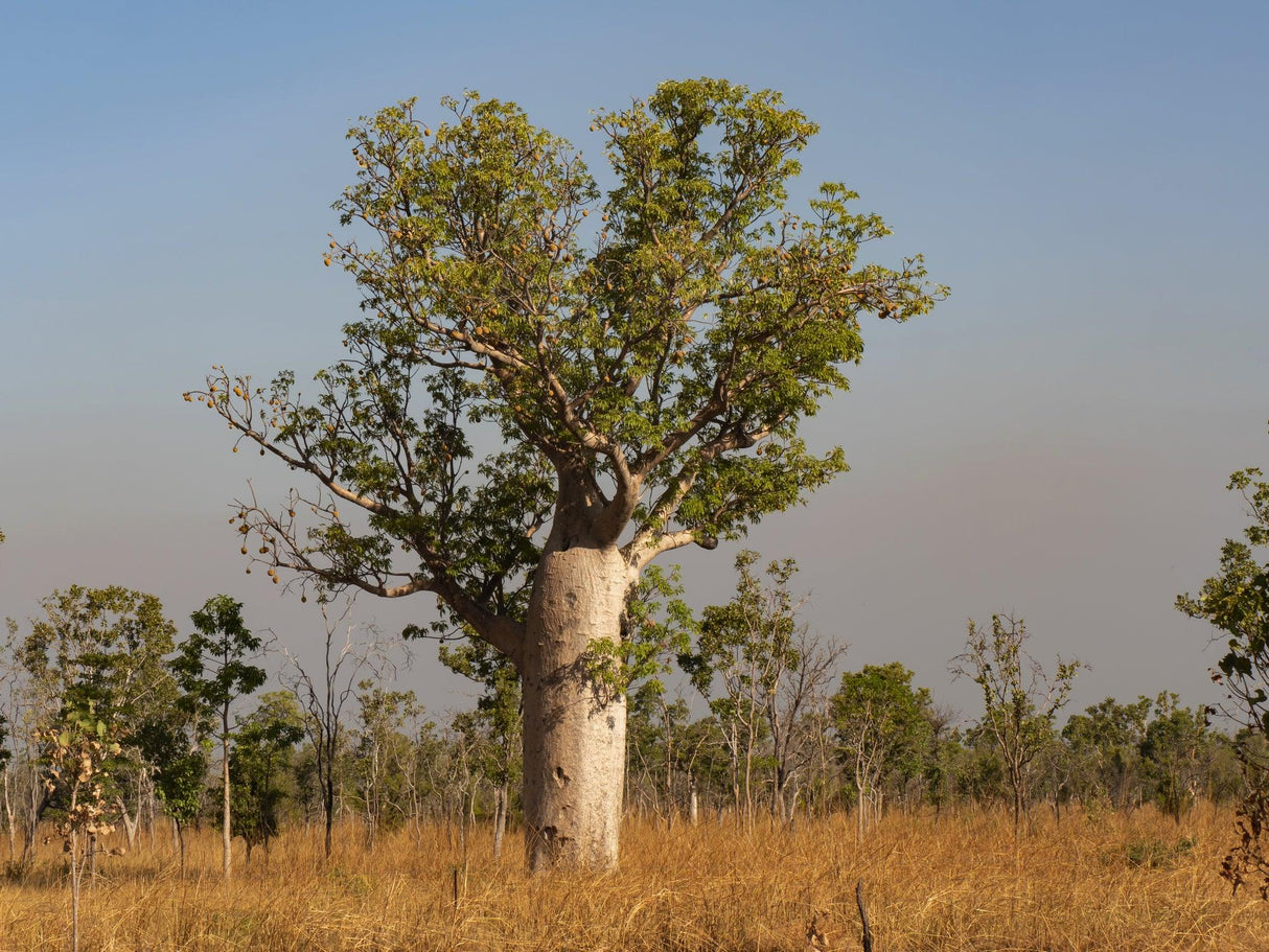 Boab Tree - Adansonia gregorii - Brisbane Plant Nursery