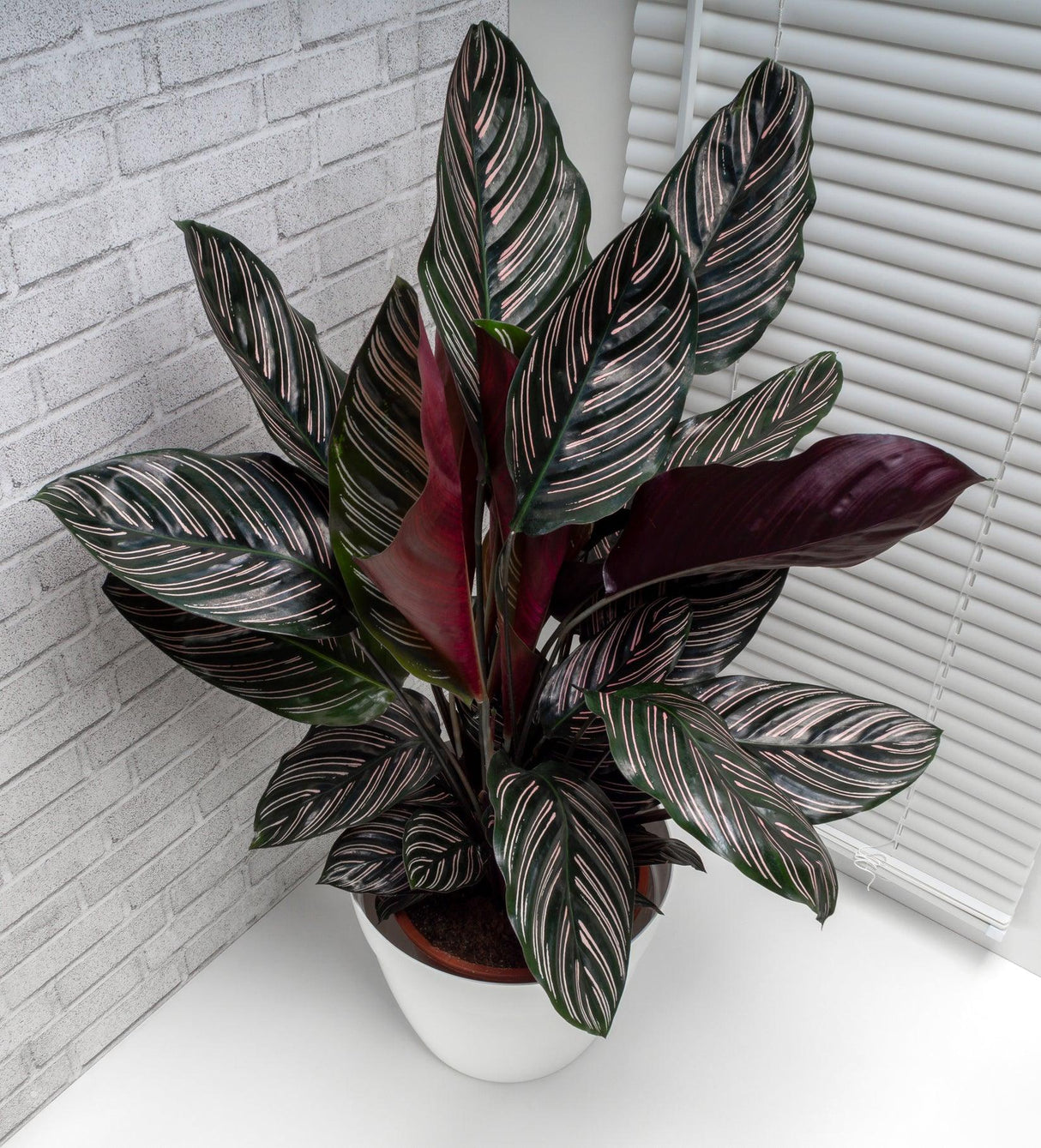 Pin Stripe Calathea - Calathea ornata 'Sanderiana' - Brisbane Plant Nursery