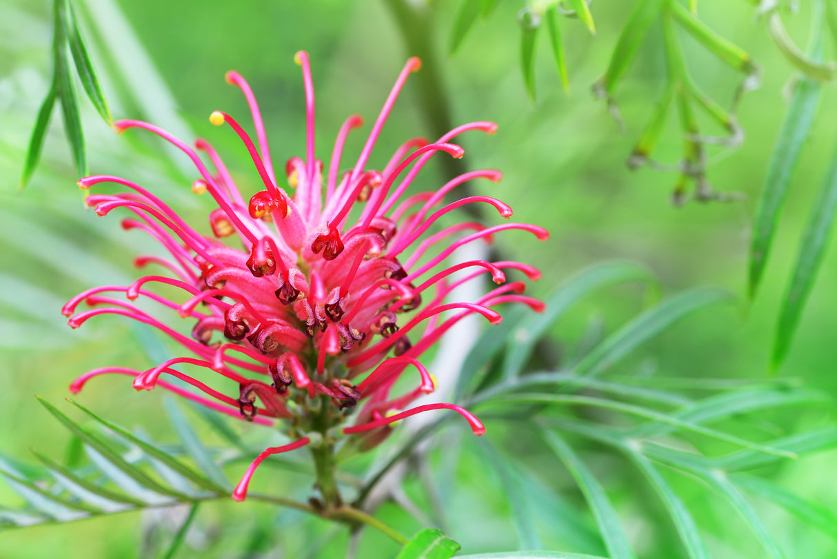 Red Silky Oak - Grevillea banksii