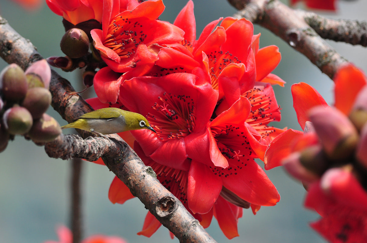 BOMBAX ceiba (Red Silk Cotton Tree) - Ex Ground