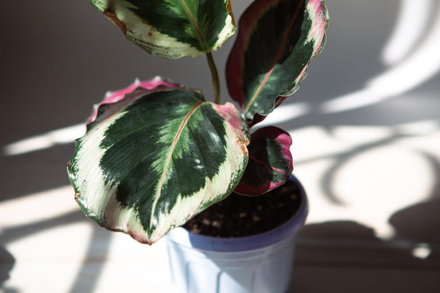 Medallion Calathea - Calathea 'Medallion' - Brisbane Plant Nursery