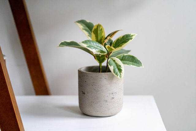 Ficus Tineke Rubber Plant - Ficus elastica Tineke - Brisbane Plant Nursery