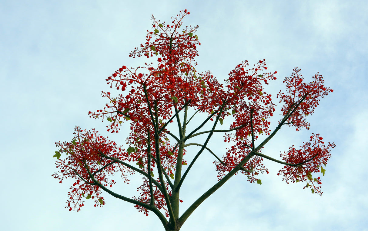 Jerilderie Red Tree - Brachychiton 'Jerilderie Red'