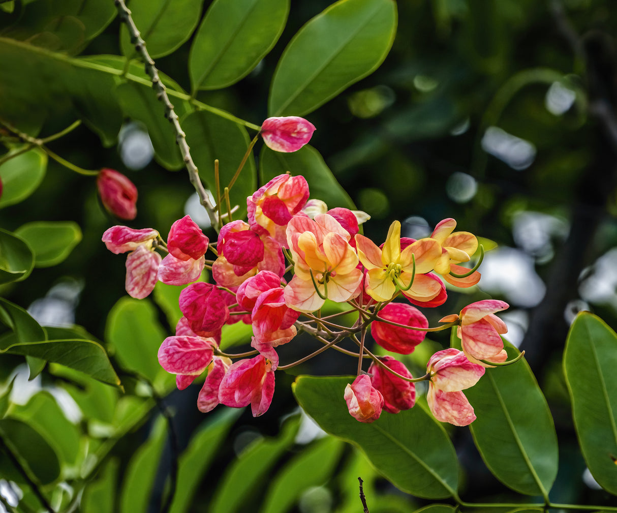 CASSIA X NEALIAE "Rainbow Shower" (Cassia Rainbow Shower) - Ex Ground