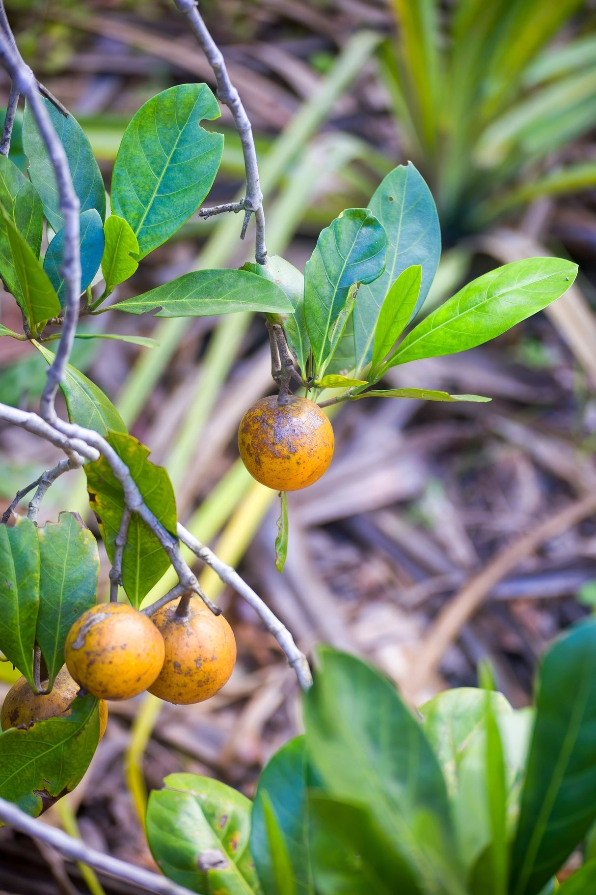 ATRACTOCARPUS fitzalanii "Native Gardenia" (Randia fitzalanii) - Ex Ground