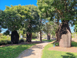 Boab Tree - Adansonia gregorii - Brisbane Plant Nursery