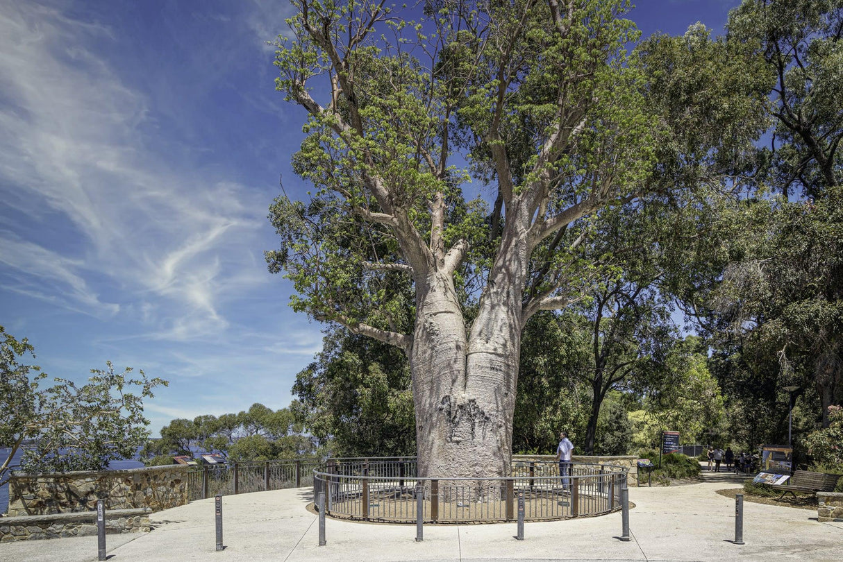 Boab Tree - Adansonia gregorii - Brisbane Plant Nursery