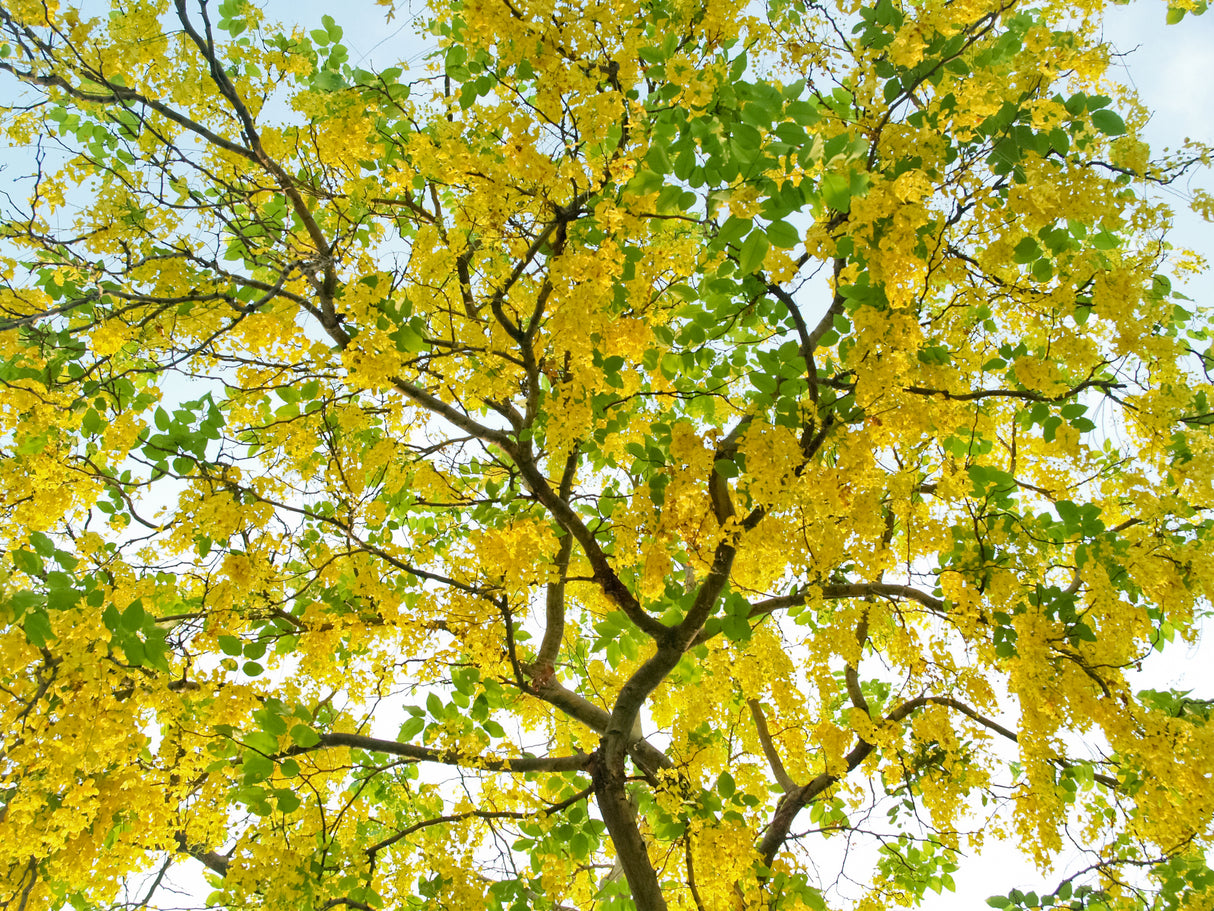 CASSIA fistula "Golden Shower Tree" (Indian Laburnum) - Ex Ground